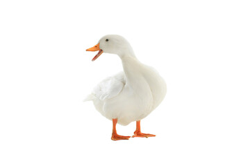 duck white isolated on white background