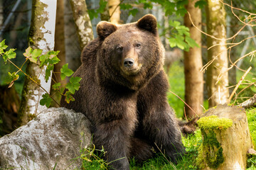 Brownbear sitting in the sunny forest