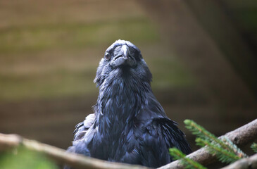 Raven looking mad
