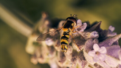 Details of a hoverfly perched on a purple flower