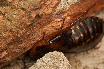 Details of some giant brown cockroaches