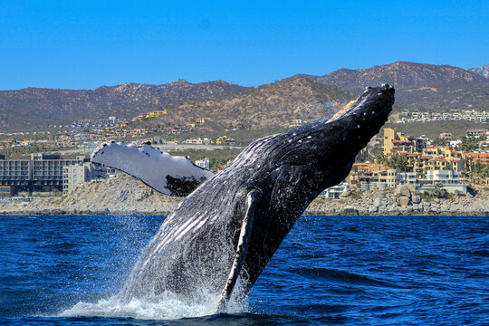 Sighting of a humpback whale off the Mexican coast of Cabo San Lucas emerging from the deep sea.