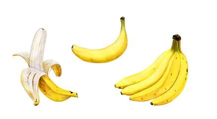 Set of watercolor yellow bananas. A bunch of bananas. Peeled banana. Watercolor fruit on white background.