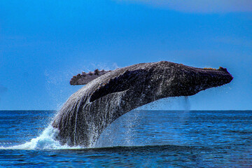 Humpback whale jumping after emerging from the deep sea and falling into the sea off the Mexican coast of Cabo San Lucas in the Sea of Cortez.