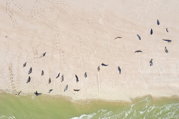 une colonie de phoques sur un banc de sable dans le Nord de la France près de Berck - obrazy, fototapety, plakaty