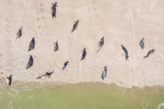 une colonie de phoques sur un banc de sable dans le Nord de la France pr&egrave;s de Berck