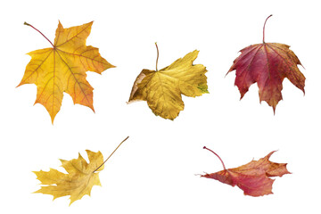 Autumn leaves real set. Leaves isolated collection green, red brown  on transparent background. Real leaves from nature.