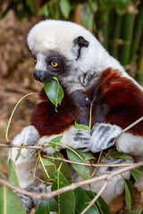 Coquerel's sifaka