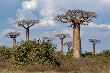Baobabs in Madagascar