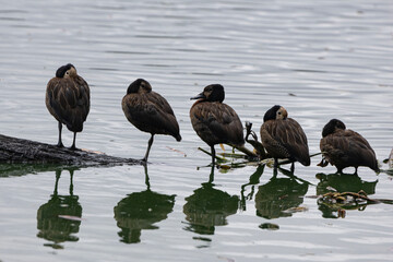 Whistling ducks