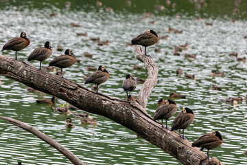 Whistling ducks