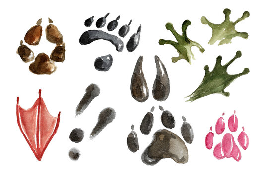 Set of footprints and paws of wild and domestic animals. Colored tracks of llama, fox and dog, panda and green frog legs, red crow's foot and pink cat's foot. Hand drawn watercolor image