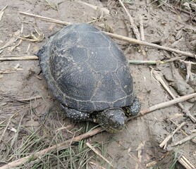 Черепаха 