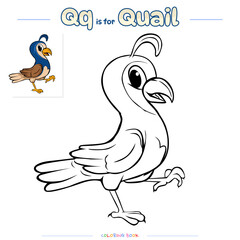 Coloring Page Quail bird Cartoon