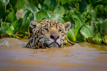 A jaguar swimming at the river