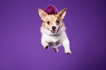 Medium shot portrait photography of a curious norwegian lundehund jumping wearing a christmas hat against a soft purple background. With generative AI technology