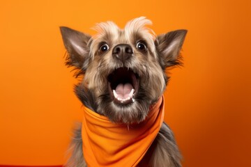 Medium shot portrait photography of a curious yorkshire terrier yawning wearing an anxiety wrap against a soft orange background. With generative AI technology - obrazy, fototapety, plakaty