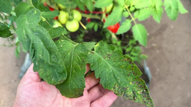 Phosphorus nutrients deficiency in tomatoes plants, leaves with purple spots in hand, close-up.