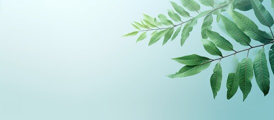 Obraz premium Leaf of a tree against a isolated pastel background Copy space
