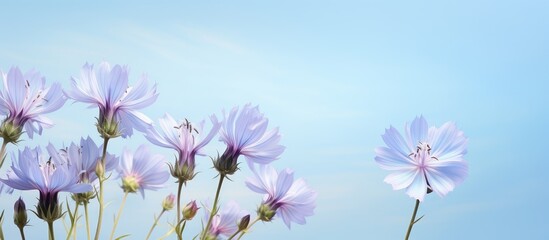Chicory flowers blooming beautifully over a isolated pastel background Copy space