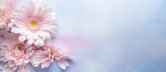 Blooming blossoms with stunning petals isolated pastel background Copy space