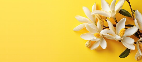 Flower of ylang ylang isolated pastel background Copy space