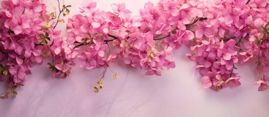 Isolated bougainvilleas with pink blooms on a isolated pastel background Copy space