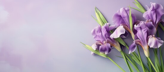 Fresh purple iris flowers with green stems in a bouquet isolated pastel background Copy space