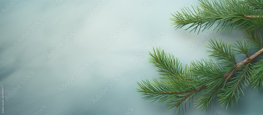 Leinwandbilder compact pine twig circular emerald spikes sizable macro isolated pastel background copy space