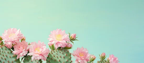 Gordijnen Flowering green cactus on a isolated pastel background Copy space © HN Works
