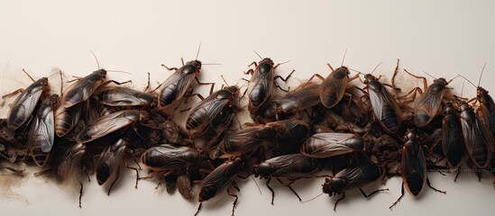 Dirty cockroaches on a isolated pastel background Copy space Gross insects