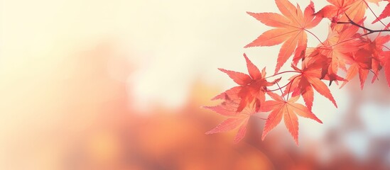Gorgeous Thai autumn scene with red leaves at sunset isolated pastel background Copy space