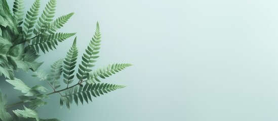 Isolated black fern tree isolated pastel background Copy space