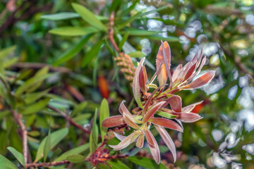 Young pink leaves against the background of green foliage of the willow bottlebrush, close-up. Natural floral green-red texture of the Melaleuca salicina branches, with copy space