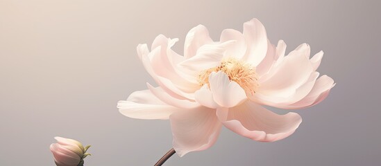 Isolated white peony isolated pastel background Copy space