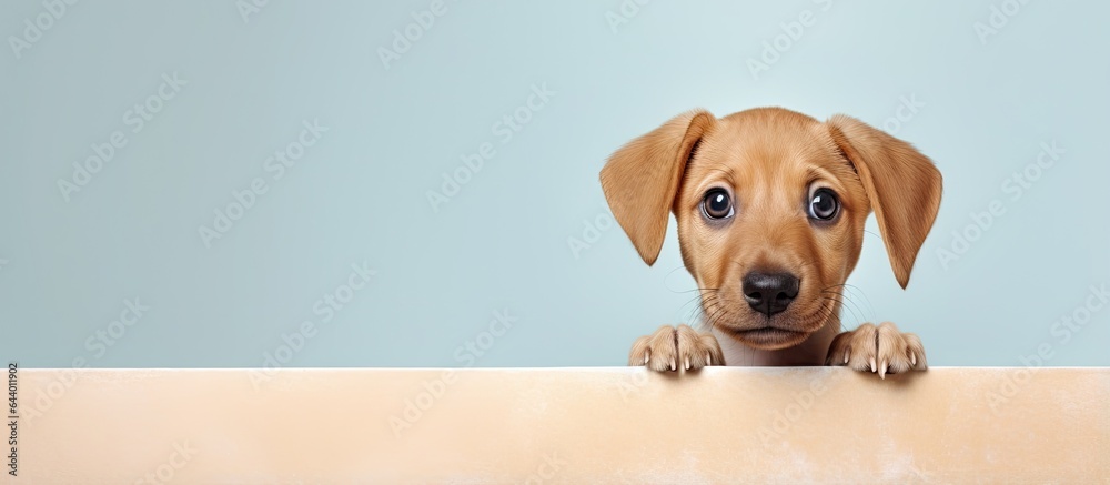 Poster Close up studio portrait of a dog isolated on a isolated pastel background Copy space looking directly at the camera