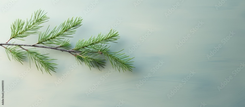 Fototapete Compact pine twig circular emerald spikes sizable macro isolated pastel background Copy space