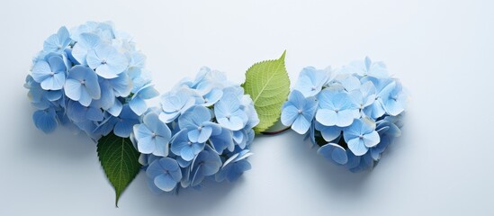Hydrangea macrophylla flower blue isolated on a isolated pastel background Copy space