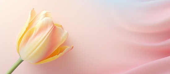 Colorful tulip with close petals isolated pastel background Copy space