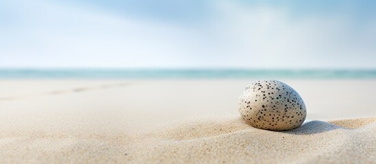Fototapeta na wymiar Close up of a wild duck egg on a Baltic sandy beach isolated pastel background Copy space
