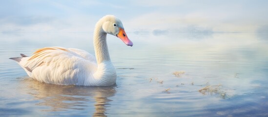 Obraz premium Close up photograph of a goose near the water isolated pastel background Copy space