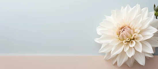 Fotobehang Gorgeous white Dahlia flower against isolated pastel background Copy space © HN Works