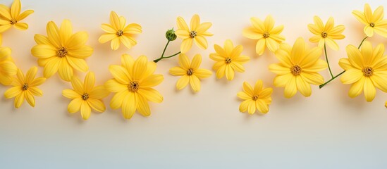 Closeup of a yellow flower isolated on a isolated pastel background Copy space