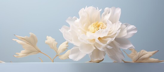 Isolated white peony isolated pastel background Copy space