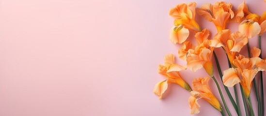 Isolated orange bouquet of iris flowers on a isolated pastel background Copy space perfect for Easter summer and spring Flat lay from top view expressing love on Valentines Day