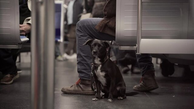 Dog and owners feet on the subway in Munich, Germany. Travel in public transport with animals in Europe. Canine in the Bayerische Bahn. Hund in der U Bahn in Deutschland. Metro and animals. 