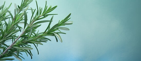 Fototapeta premium Close up shot of rosemary isolated pastel background Copy space