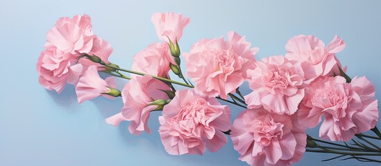 Arrange Carnation flowers on a isolated pastel background Copy space in a stack