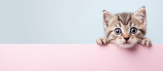 Adorable cat in a small room isolated pastel background Copy space
