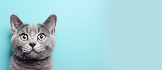 Gray cat alone against isolated pastel background Copy space